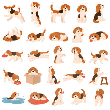 Cute Beagle Dog Vector Bundle
