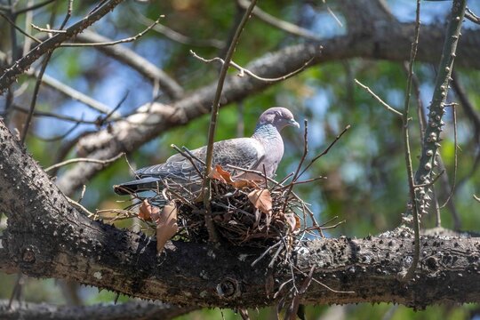 Picazuro pigeon nesting on a thorny branch in the wild. sleeping