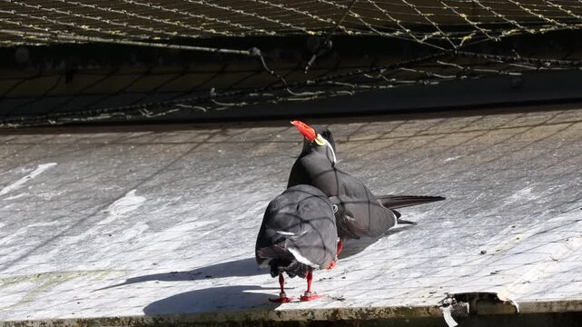 Pair of inca tern birds courting on a ledge
