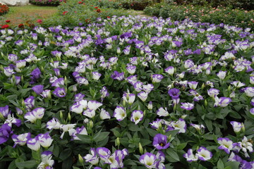 Obraz premium Purple and white flowers close-up in garden