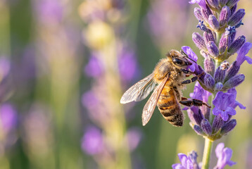 Honeybee collecting nectar from purple lavender flowers in a vibrant garden setting with blurred green background and soft sunlight illuminating the scene © CarlosIvan