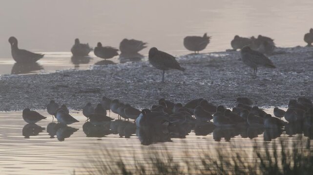 Water and Wader Birds on winter marshes at sunrise in fog