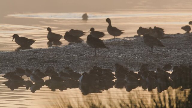 Water and Wader Birds on winter marshes at sunrise in fog
