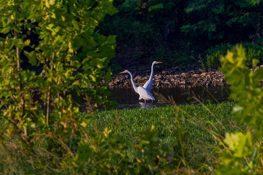 The great egret (Ardea alba) on the Maumee River in Ohio. This bird also known as the common egret, large egret, or  great white egret or great white heron