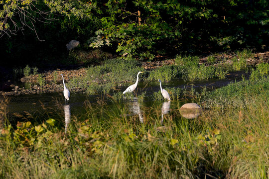 The great egret (Ardea alba) on the Maumee River in Ohio. This bird also known as the common egret, large egret, or  great white egret or great white heron