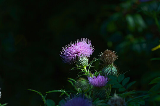 Close up of the head of flowering thistle. Picture from Ohio city park