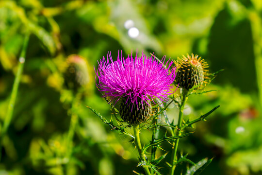 Close up of the head of flowering thistle. Picture from Ohio city park