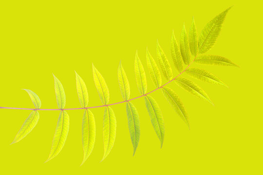 Green leaf on solid background showing fine details and structure of plant