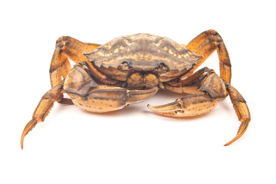 Crab in a studio setting shows details of its body and claws