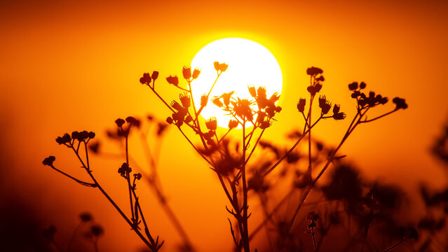 Sunset with flowers in silhouette against a bright orange sky
