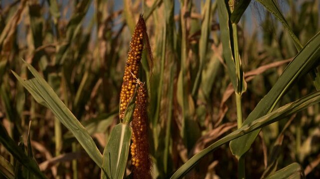 Drought-affected maize plant with a poorly developed corn ear during a hot summer growing season. Crop failure, water scarcity, climate change and agricultural resilience theme. 4K.