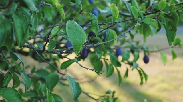 slow-motion shot of a plum tree with plums