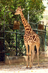Giraffe in a zoo © rbrinkt