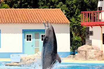Dolphins performing in an aquatic show at a zoo © rbrinkt