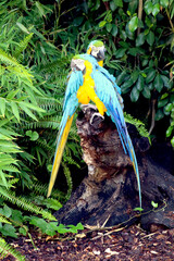Two blue, yellow, and green macaws perched together on a log, with vegetation in the background, in a zoo © rbrinkt