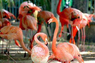 A group of pink flamingos in a zoo © rbrinkt