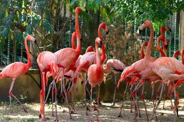 A group of pink flamingos in a zoo © rbrinkt