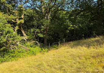 Obraz premium Sunlight streams through the dense canopy of trees along the edge of a gently sloping grassy hill, casting shifting shadows over the vibrant greenery of lush woodland near Cullingworth, Yorkshire, UK.