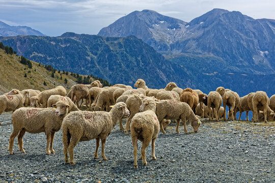 A flock of sheep crosses the slopes of Chamrousse backs