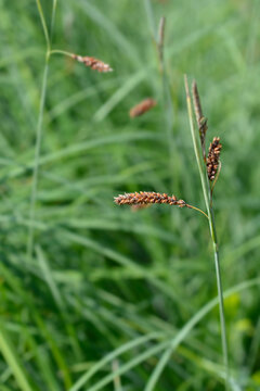 A detailed view of narrow brown seed spikes growing on thin green stems of an ornamental grass - latin name - Carex flacca Blue Zinger