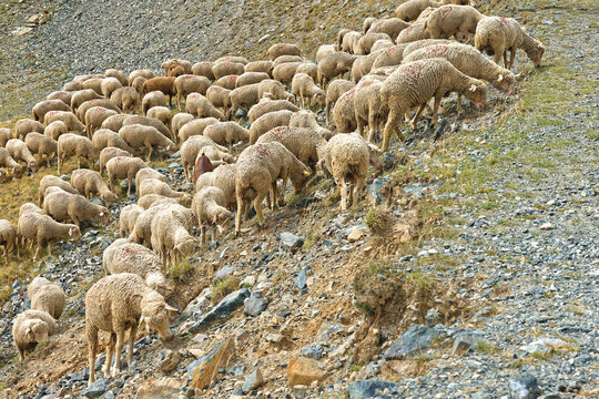 A flock of sheep crosses the slopes of Chamrousse backs