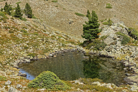 Small mountain lake and firs in Belledonne mountain range
