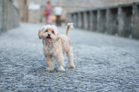 Happy small dog standing on cobblestone street