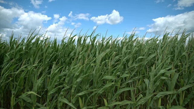 Tall green corn plants moving in wind. 4K.