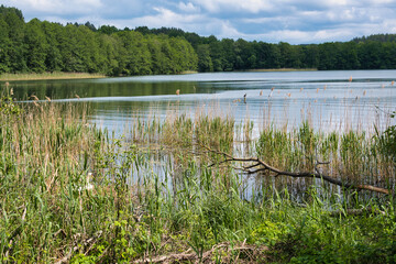 Gniazdujący Łabędź i Kormoran nad jeziorem Ukiel w Olsztynie © Krzysiek Cegiełka