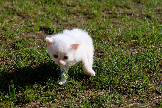 A fluffy white kitten takes careful steps on the green grass. The curious baby explores the environment with interest on a bright sunny day. The image conveys tenderness, lightness, and the natural ch