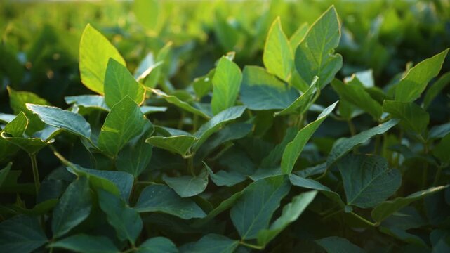 Sunlit soybean plants with lush green leaves growing densely in a cultivated agricultural field. Healthy crop growth, soybean farming and sustainable agriculture concept. 4K.