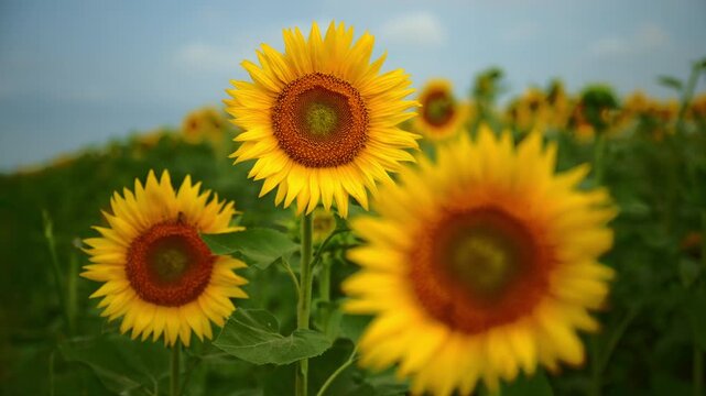 Bright sunflower field with three sunflowers in bloom close-up under a summer sky, 4K