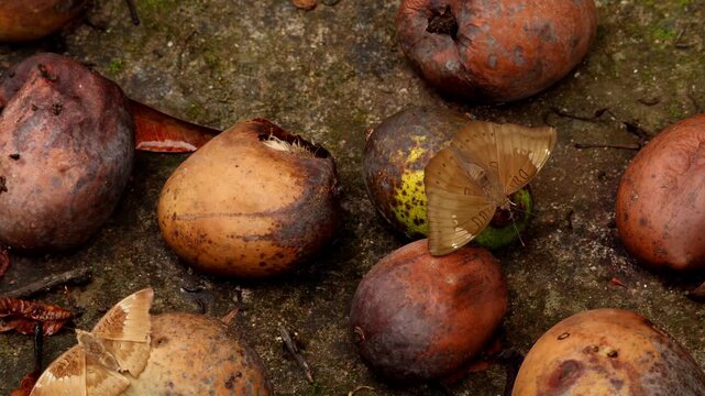 Close-up documentary footage of a common baron butterfly (Euthalia aconthea) feeding on fresh ripe mango naturally fallen on the ground during a monsoon morning in Himachal Pradesh, India.