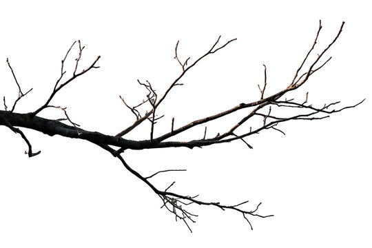 Long leafless tree branch with many thin twigs