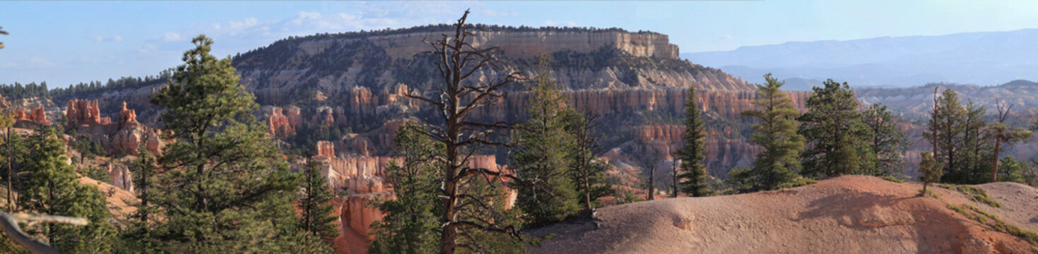 Beautiful wide panoramic view of a sandstone canyon mountain with dead tree trunk and pines at sunrise