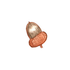 Hand Drawn Illustration of an Acorn © Violetta
