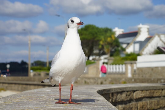 Mouette debout .