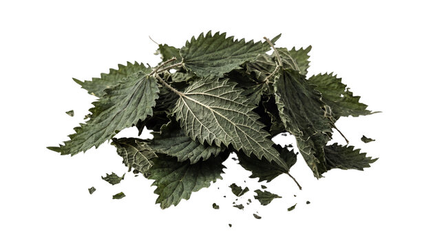 Dried stinging nettle leaves for herbal tea, organic urtica dioica medicinal herbs, heap of dark green dehydrated foliage isolated PNG with Transparent Background