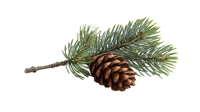 Pine branch with pinecone festive natural element