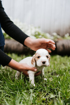 Petting a Cocker Spaniel Puppy