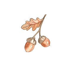 Watercolor Illustration of Acorns and Oak Leaf © Violetta