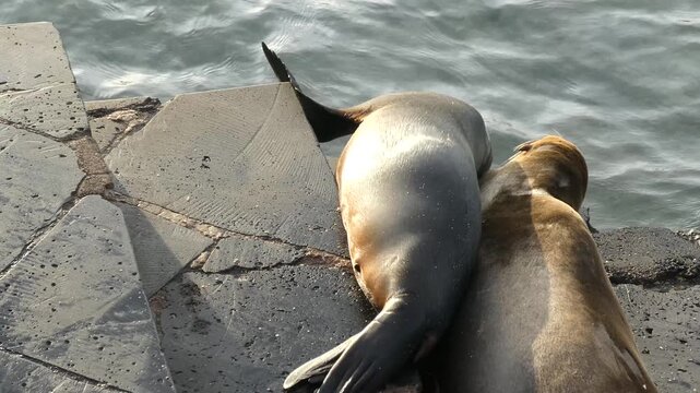Sea lions rubbing against each other on stone steps with water waves flowing in background