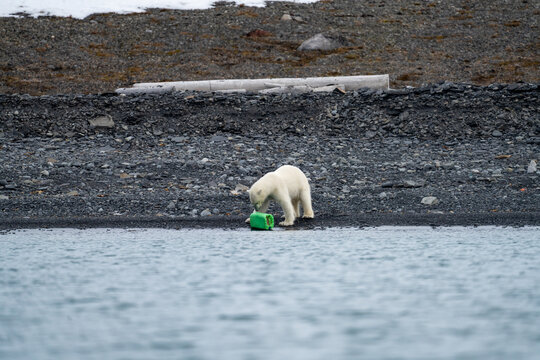 Polar bear (Ursus maritimus) playing with a plastic jug on a rugged beach in Mushamna, Svalbard, Norway