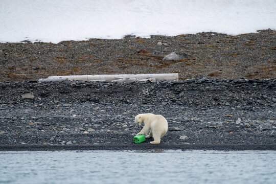 Polar bear (Ursus maritimus) playing with a plastic jug on a rugged beach in Mushamna, Svalbard, Norway