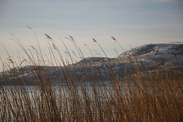 Obraz premium Reeds and Snow-Covered Mountains on the Shore of Lake Sevan, Armenia