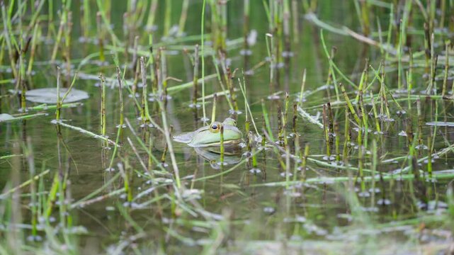 American bullfrog partially submerged in a freshwater pond with a blooming white water lily pad, aquatic grass, and serene natural habitat reflections.