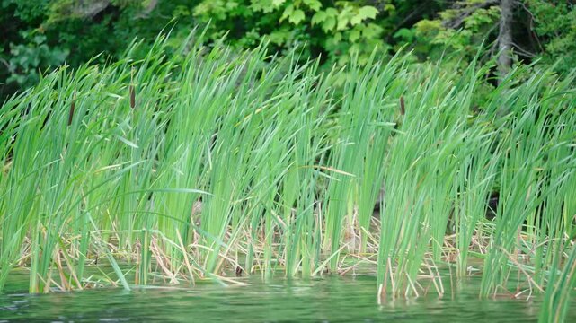 Lush green cattails blowing gently in the wind along a freshwater lake shoreline backed by dense forest foliage.