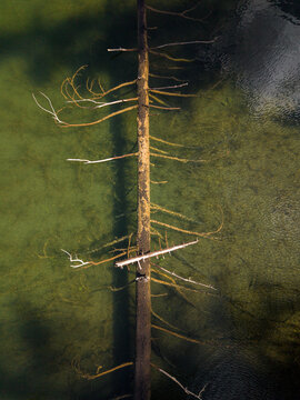 Dead Tree Lies in Still Water of Lake, top down drone shot