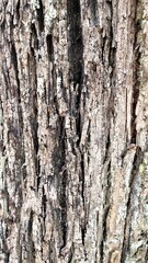 Obraz premium abstract vertical texture and background of a tree trunk