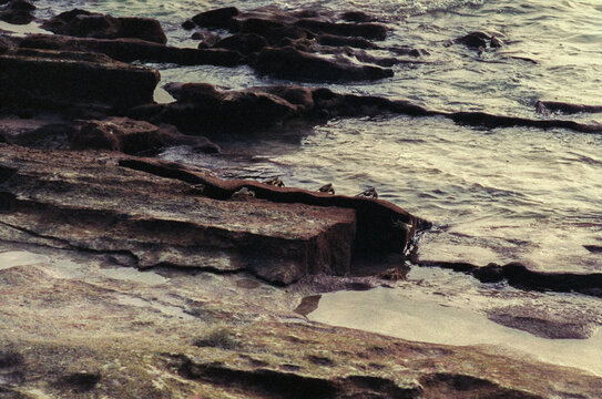 Crabs on Layered Shore Rock